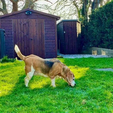 5 Reasons For Raised Hackles In Dogs Should You Worry