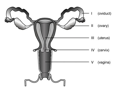 Male Reproductive System Diagram Unlabeled Clipart Best