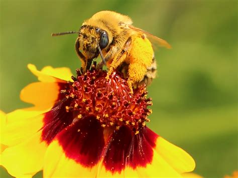 Who Are The Pollinators Xerces Society