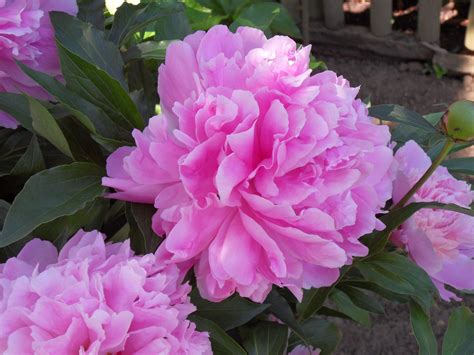 images blossom flower petal bloom bush spring garden pink