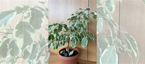 Фикус Бенджамина пестролистный купить в Екатеринбурге | Товары для дома ...