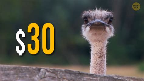 Why We Don’t Eat Ostrich Eggs / Bright Side