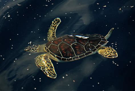 government  bp  pay  biggest environmental penalty