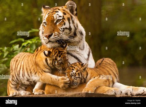 Tiger cubs mother hi-res stock photography and images - Alamy