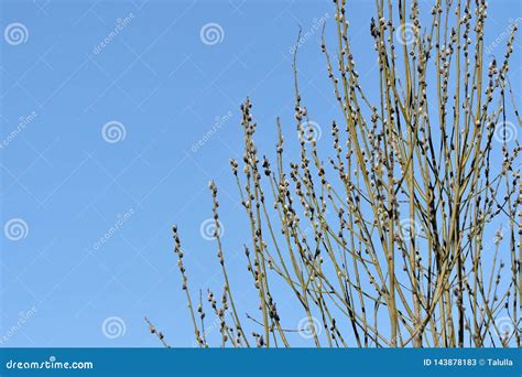 Bush Of Pussy Willow On Background Of Blue Sky Stock Image Image Of Macro Branch
