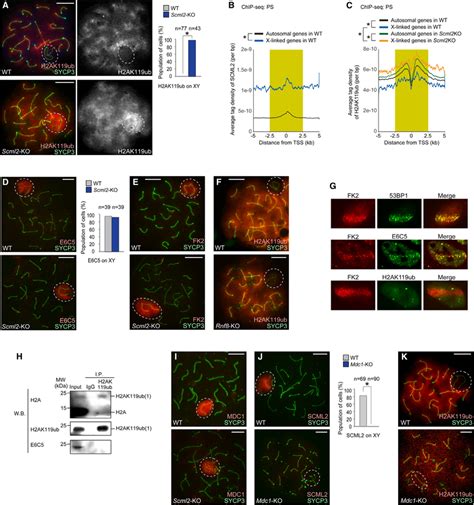 Scml2 Suppresses H2ak119ub On Meiotic Sex Chromosomes A D F And I K