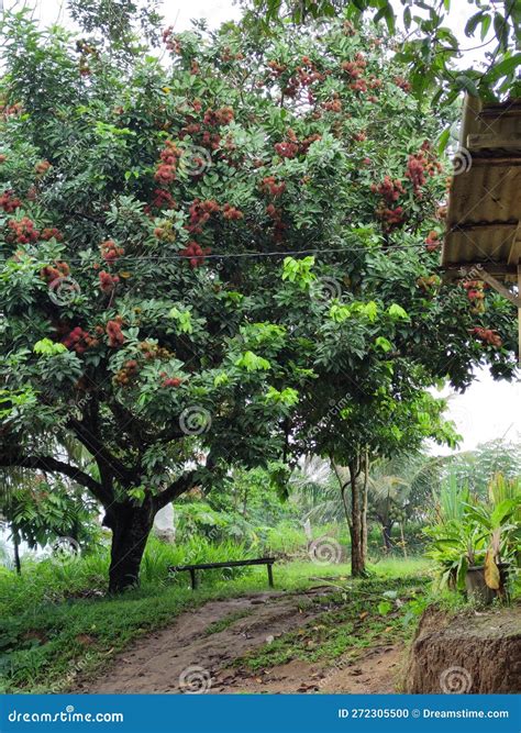 Rambutan Tree With Red Fruits Stock Photo Image Of Rambutan Tree