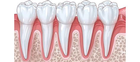 Periodontal Ligament Fibers Gastrointestinal System 1 At University Of