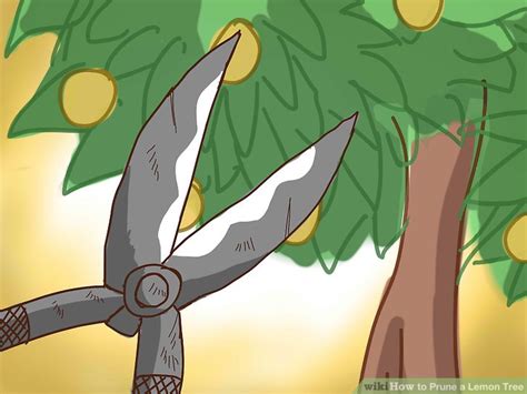 The Best Way To Prune A Lemon Tree Wikihow