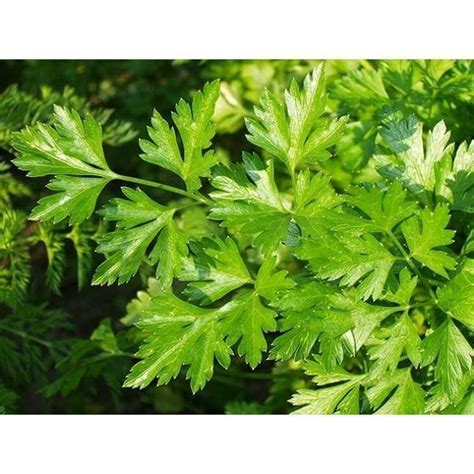 Купить Петрушка Гигантелла Цена, фото, описание, отзывы. Курьерская ...