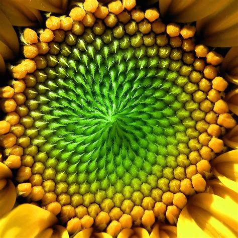 de zonnebloem als krachtig symbool praktijk zonnebloem