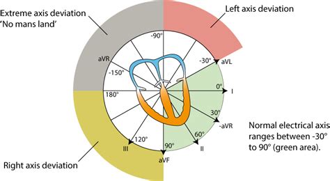 The Electrical Axis Of The Heart Heart Axis Ecg And Physiology
