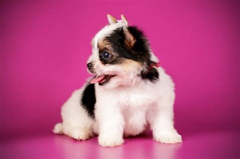 Premium Photo Biewer Yorkshire Terrier On Colored Background