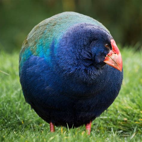 animals   melt  heart roly poly bird takahe