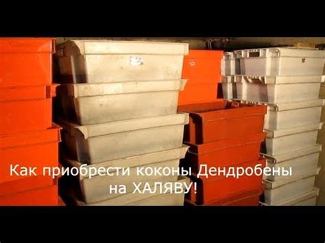 Секрет от Вермера. Полезно для тех, кто хочет купить коконы или малька ...