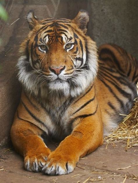 Фото. Тигры (77 фото) | Tiger photography, Tiger pictures, Big cats