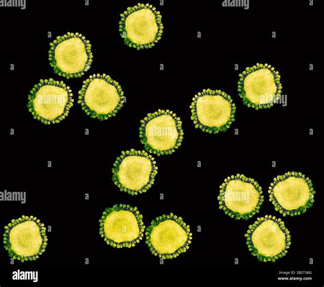 Transmission Electron Microscopy Hi Res Stock Photography And Images