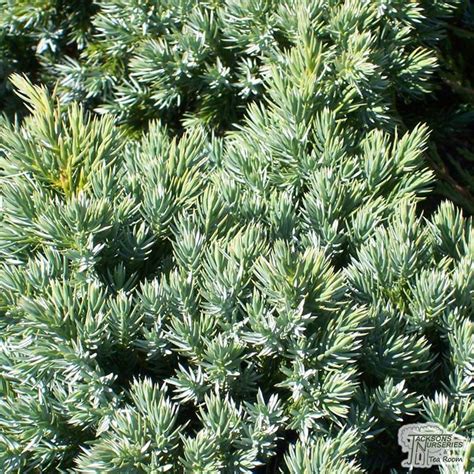 Juniperus Procumbens