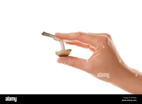 Female Hand Holding Fresh Magic Mushrooms Isolated On White Background