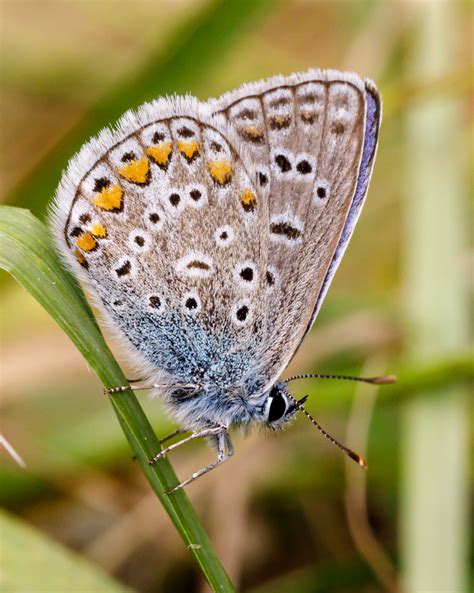 Hauhechel-Bläuling (Polymmatus icarus) Foto & Bild | tiere, wildlife