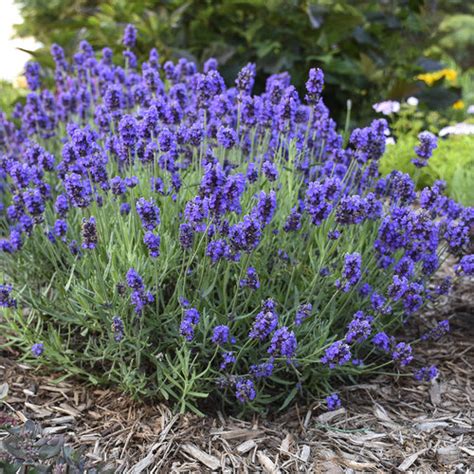 Sweet Romance® - Lavender - Lavandula angustifolia | Proven Winners