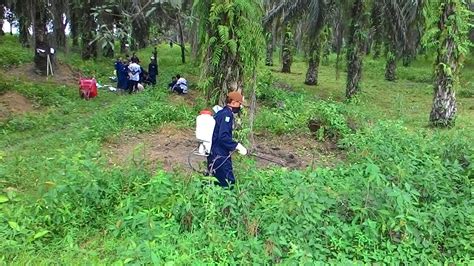 Pengertian Pengendalian Gulma Kumpulan Materi Pengetahuan Umum