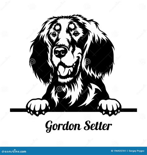 Gordon Setter Dog Breed Infographics Royalty-Free Stock Photo