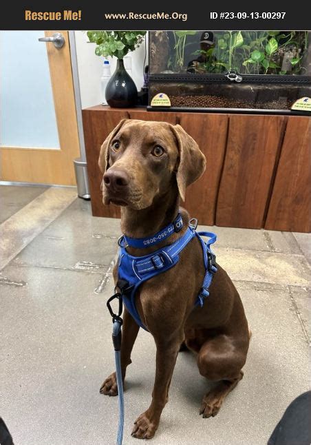 ADOPT 23091300297 Weimaraner Rescue Perris CA