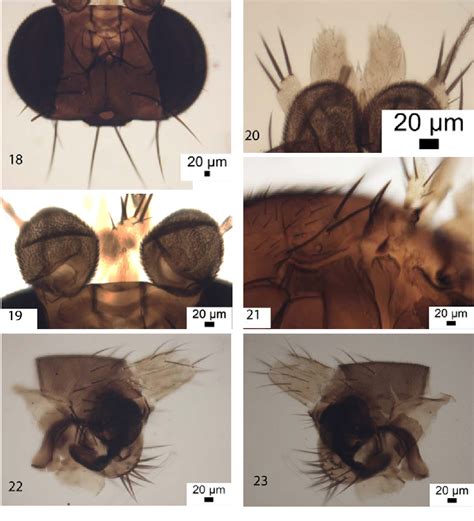 Figure 1823 From New Records Including New Species Of Megaselia