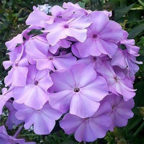 Купить Флокс метельчатый Сириус (LILAC TIME) - Флокс - GardenPlants