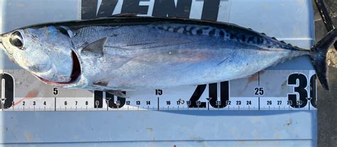 釣り夫婦 さんの 2024年06月07日のソウダガツオの釣り・釣果情報千葉県 館山湾 アングラーズ 釣果600万件の魚釣り情報サイト