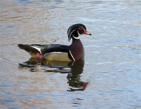 1 Wood Duck Smithsonian Photo Contest Smithsonian Magazine