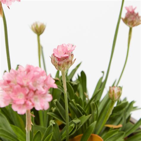 Armeria Pseudarmeria Daydream 5 10 Cm Sproutl