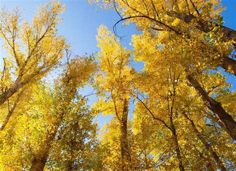 October Crisp Misty Golden October When The Light Is Sweet And