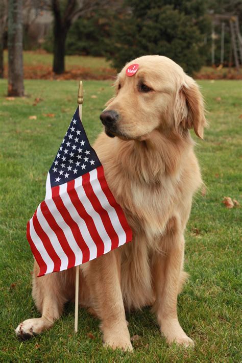 √√ Golden Retriever As A Pet Nebraska USA - Buy Puppy In Your Area