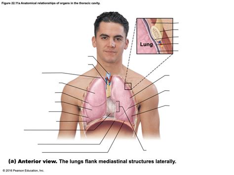 Thoracic Cavity Anterior View Diagram Quizlet