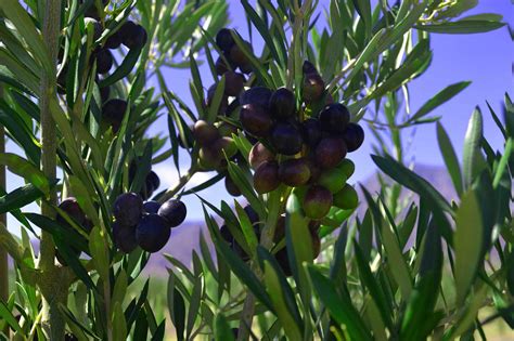 Греческие оливки Каламата или Каламон? — ОливаМаслина