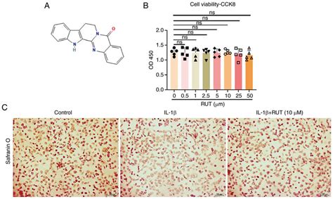 Identification Of Mouse Chondrocytes And The Effects Of Rut On Mouse