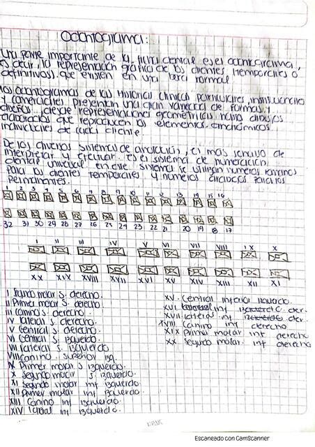 Odontograma Forensic Notes Udocz