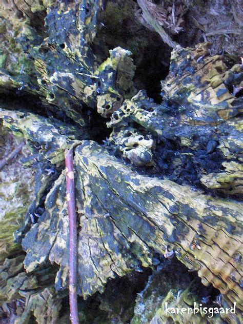 Karen`s Nature Photography Decaying Tree Stump In Winter Colours
