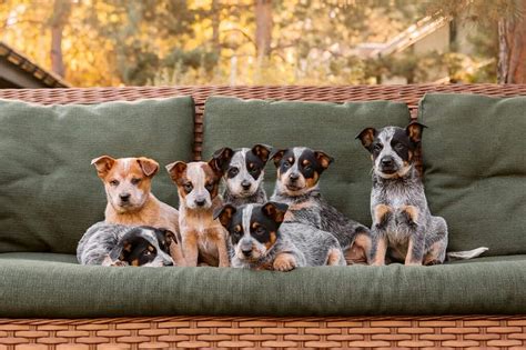 Australian Cattle Dog Colors A Z Animals