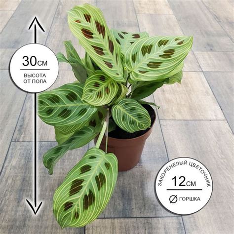 Маранта Закоренелый Цветочник зеленый, 12 дм, 1 шт - купить по выгодной ...