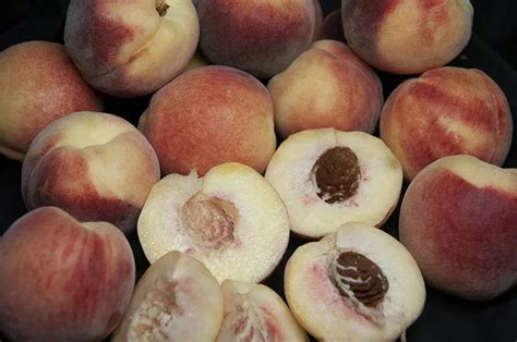 Snow Babe Miniature Peach Prunus Persica Snow Babe Monrovia Plant