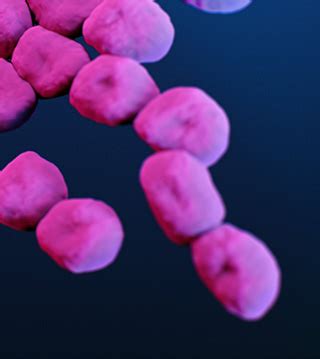 Acinetobacter baumanii Causes Lower Respiratory Tract Infection in a ...