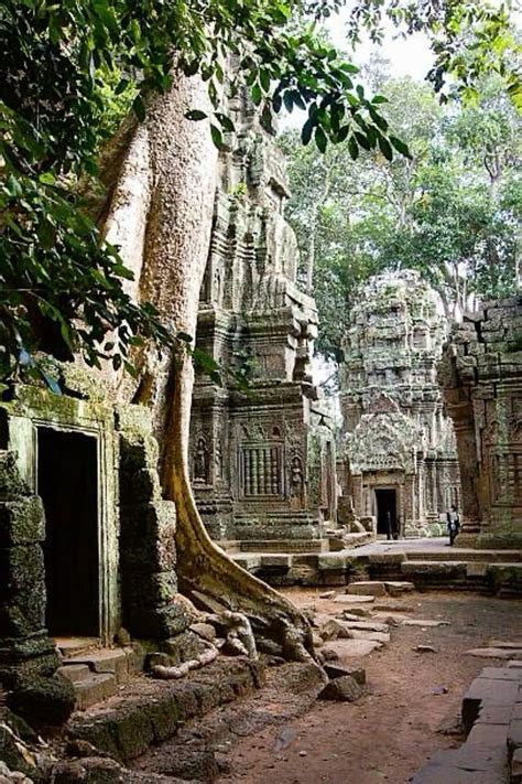 Ta prohm Temple. en 2024