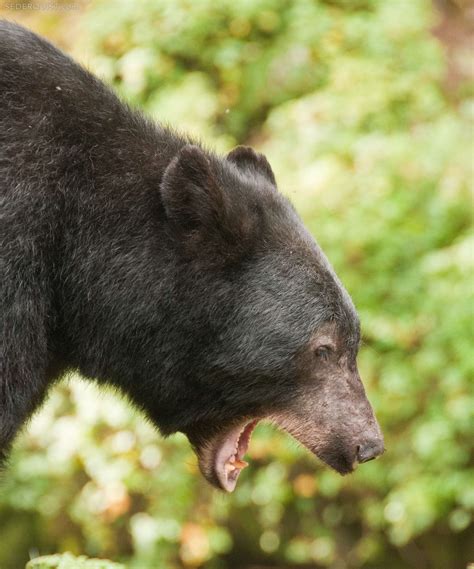 Yawning Black Bear Anan Creek Alaska Betty Sederquist Photography