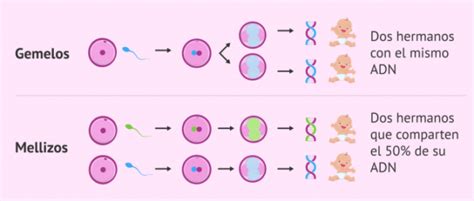 Diferencias Entre Mellizos Y Gemelos Cuadro Comparativo