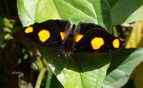 Mariposa punta de fuego Polinizadores diurnos del Jardín Botánico