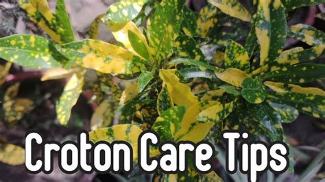 Croton Care Tips How To Propagate Croton Plant Watering And