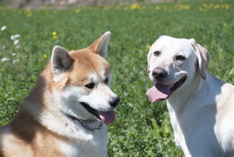 Akita Inu Allevamento Storia Carattere E Prezzo Pianeta Green